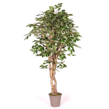 Kunststoffschaum Ficus Benjamini YANEXY, Naturstämme, grün-weiß, 175cm - Made in Italy