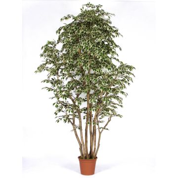 Deko Ficus Benjamini MIMITIGO, Echtstämme, grün-weiß, 250cm - Made in Italy