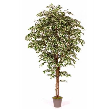 Kunstbaum Ficus Benjamini LINETTE, Naturstämme, grün-weiß, 225cm - Made in Italy