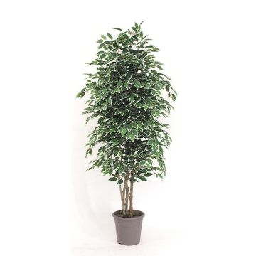 Kunst Ficus Benjamini KONRADE, Echte Stämme, grün-weiß, 225cm - Made in Italy