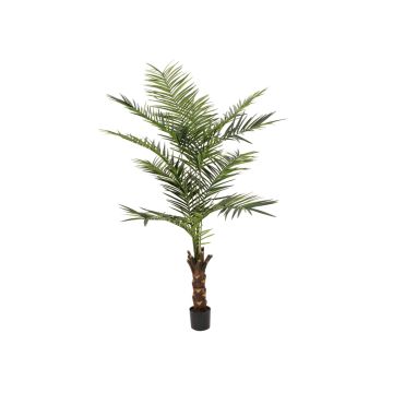 Künstliche Kentia Palme MARCOS, 240cm