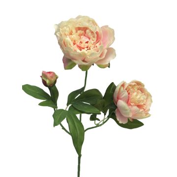 Dekozweig Pfingstrose MEIRU, aprikose-rosa, 70cm, Ø9-12cm