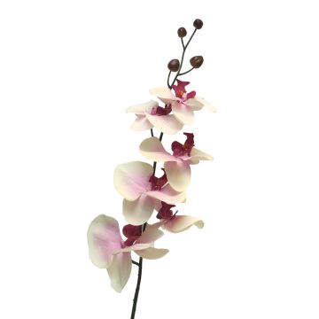 Kunstzweig Phalaenopsis Orchidee LANUA, creme-rosa, 75cm