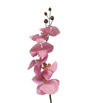 Kunstzweig Phalaenopsis Orchidee LANUA, rosa, 75cm