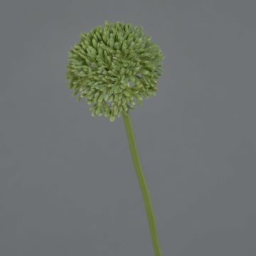 Kunstblume Allium BAILIN, grün, 45cm, Ø6,5cm