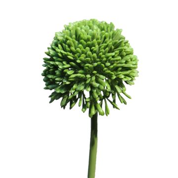 Kunstblume Allium BAILIN, grün, 40cm
