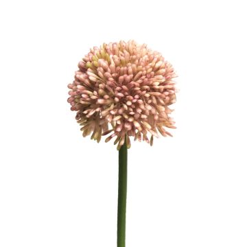 Kunstblume Allium BAILIN, rosa-creme, 40cm