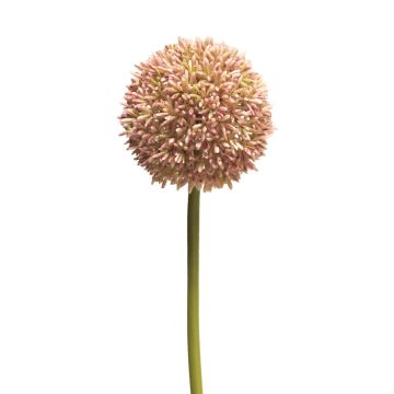 Kunstblume Allium BAILIN, rosa-creme, 65cm
