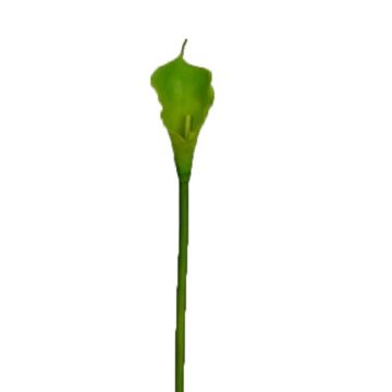 Dekoblume Zantedeschie DOU, grün, 70cm