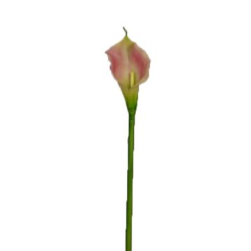 Dekoblume Zantedeschie DOU, rosa-grün, 70cm