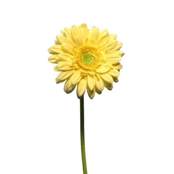 Kunstblume Gerbera QIUDONG, gelb, 50cm