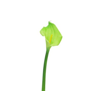 Kunstblume Zantedeschie ZHILONG, hellgrün, 55cm, 10x16cm