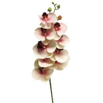 Dekozweig Phalaenopsis Orchidee SONGYA, pink-creme, 75cm