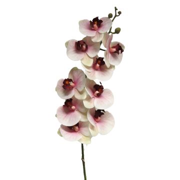 Dekozweig Phalaenopsis Orchidee SONGYA, pink-creme, 105cm