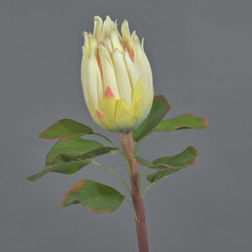 Künstliche Protea SHUHUI, creme-rosa, 60cm, Ø8cm