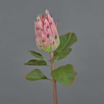 Künstliche Protea SHUHUI, rosa-grün, 60cm, Ø8cm
