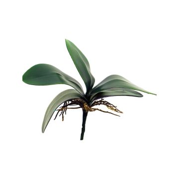 Dekoblätter Phalaenopsis Orchidee XIAOQIN mit Luftwurzeln, 25cm