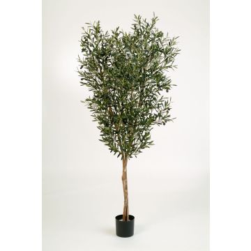 Künstlicher Olivenbaum PHILIPOS, Echtstämme, mit Früchten, 150cm