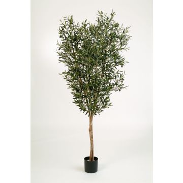 Künstlicher Olivenbaum PHILIPOS, Echtstämme, mit Früchten, 180cm