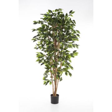Dekobaum Ficus Benjamini AVELLINO, Echtstämme, grün, 150cm