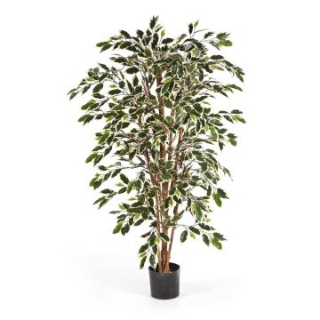 Dekobaum Ficus Benjamini AVELLINO, Echtstämme, grün-weiß, 210cm