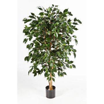 Unechter Ficus Benjamini DECIO, Naturstämme, grün, 180cm
