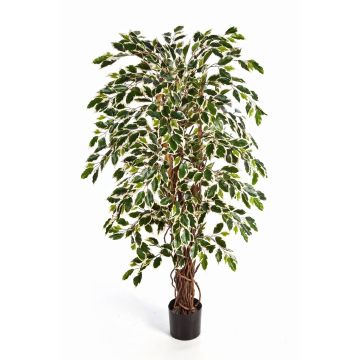 Deko Ficus Benjamini JARLAN, Echtstämme, grün-weiß, 120cm