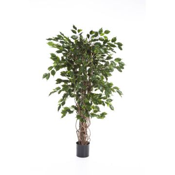 Unechter Ficus Benjamini AMELIO, Naturstämme, grün, 210cm