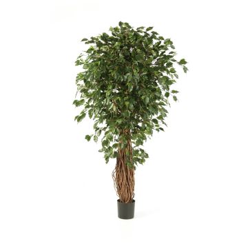 Kunst Ficus Benjamini LUCIUS, Echtstämme, grün, 120cm