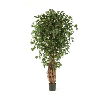Unechter Ficus Benjamini LUCIUS, Echtstämme, grün, 210cm