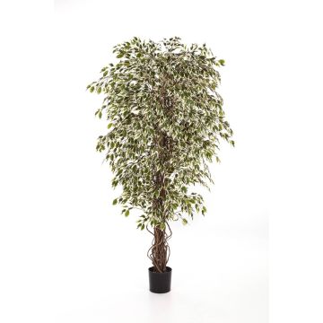 Deko Ficus Benjamini DAKU, Naturstämme, grün-weiß, 120cm