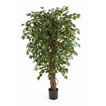Kunstbaum Ficus Benjamini DAKU, Naturstämme, grün, 150cm