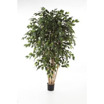 Unechter Ficus Benjamini DAREL, Echtstämme, grün, 180cm