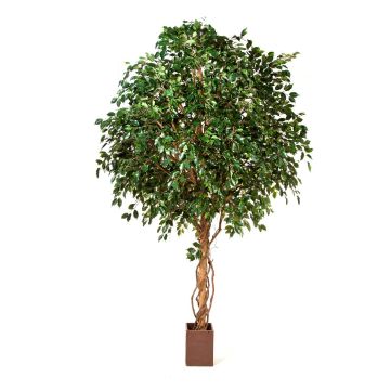 Dekobaum Ficus Benjamini RAMZO, Echtstämme, im Topf, grün, 315cm