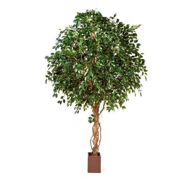 Dekobaum Ficus Benjamini RAMZO, Echtstämme, im Topf, grün, 360cm