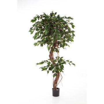 Unechter Ficus Benjamini LUANO, Naturstämme, grün, 180cm