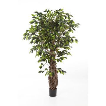 Kunststoff Ficus Benjamini PHIPSO, Echtstämme, grün, 240cm