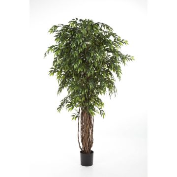 Kunst Ficus Benjamini ALIRIO, Naturstämme, grün, 180cm