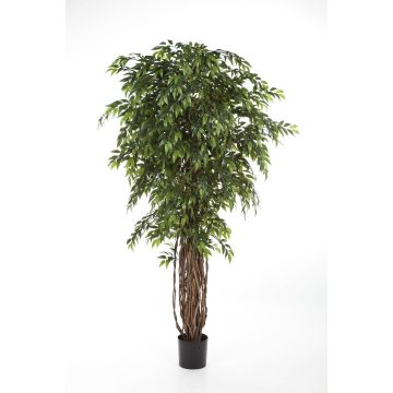 Kunst Ficus Benjamini ALIRIO, Naturstämme, grün, 210cm