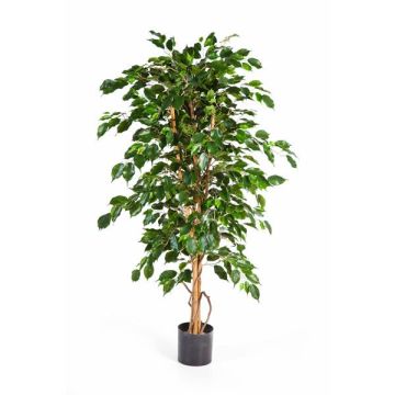Kunststoff Ficus Benjamina THIAGO, Naturstämme, grün, 180cm