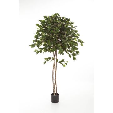 Unechter Ficus Benjamina KURO, Naturstämme, grün, 150cm