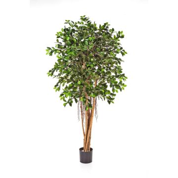 Unechter Ficus Benjamina AURIOL, Echtstämme, grün, 180cm