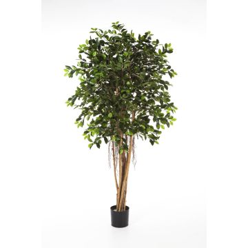 Unechter Ficus Benjamina AURIOL, Echtstämme, grün, 210cm