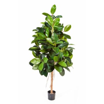 Künstlicher Gummibaum DEVI, Naturstamm, grün, 210cm