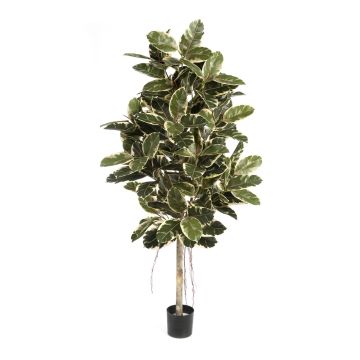 Künstlicher Gummibaum DEVI, Naturstamm, grün-weiß, 210cm