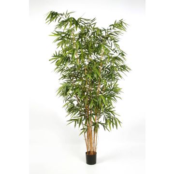 Dekopflanze Bambus FUDO, Naturstämme, 300cm