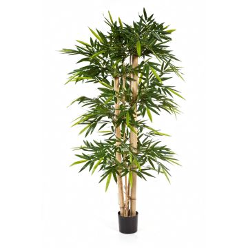 Unechter Bambus KISHO, Echt Bambusstangen, 150cm