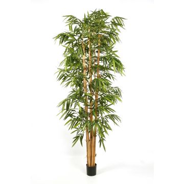 Dekobaum Bambus KIYOSHI, Echt Bambusrohre, 300cm