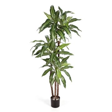 Dekobaum Dracaena Fragrans LAURA, Echtstämme, grün-weiß, 120cm