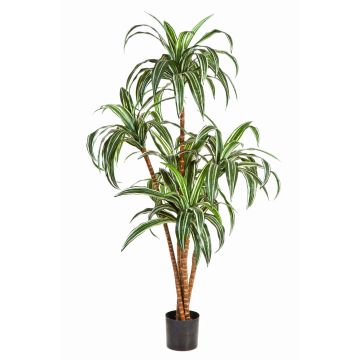 Dekobaum Dracaena Fragrans JALA, Echtstämme, grün-weiß, 150cm
